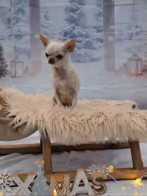 15 Monate Chihuahua, beige, kurzhaar, weiblich.
