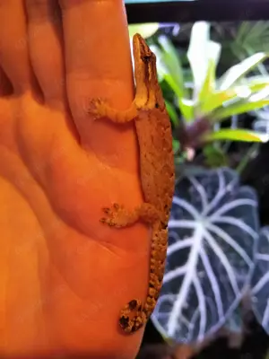 Jungferngeckos (Lepidodactylus lugubris) abzugeben! Bild 3