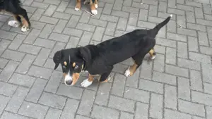 Berner Sennen, Australien Shepard, Appenzeller, Welpen, Mischling