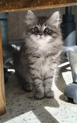 Maine coon Katzen & Katzenbabys in Nürnberg kaufen, verkaufen & zu
