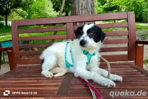 Traumhund LINUS    sucht Traumkörbchen