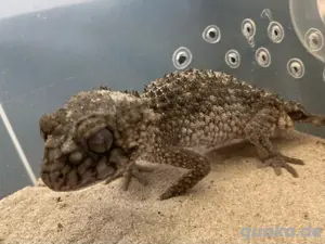 Nephrurus asper, Gecko, Knopfschwanz