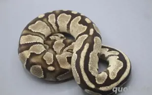 Königspython 0.1 High Intensity Orange Dream Fire 100% het. Piebald ENZ 2021 Zuchtweibchen