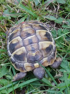 Griechische Landschildkröten