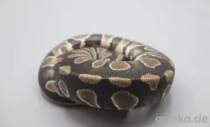 Königspython 1.0 Chocolate BHB Line 100% het. Desert Ghost ENZ 2023 mit 500g