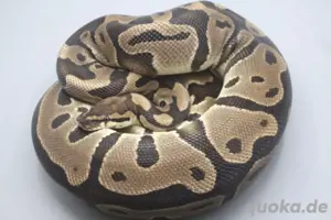 Königspython 0.1 Leopard 100% het. Clown DNZ mit 1700g Zuchtweibchen