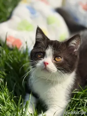 Wunderschöner BKH Kater