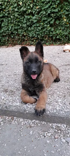 Malinois Welpe 