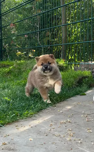 Shiba Inu Welpen   3 Männchen suchen ein Zuhause 