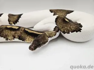 1.0 Blackpastel Gravel Piebald Königspython Python Regius Schlange