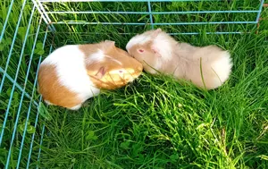 Meerschweinchen Böckchen 
