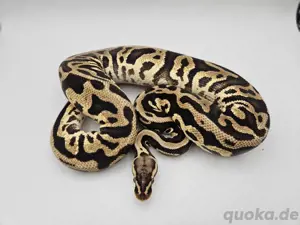 1.0 Pastel Leopard Yellow Belly dh Clown Piebald Königspython Python Regius Schlange