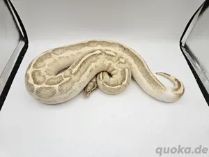 0.1 Leopard Highway het Piebald 1650g Königspython Python Regius Schlange
