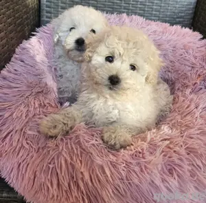 Unsere Maltipoo prinzessinen suchen ein zuhause 