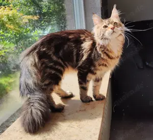 Maine Coon wunderschöne Mädchen 