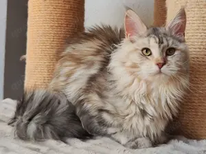 Maine Coon Mädchen 