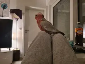 Galah Rosakakadu Henne 1 Jahr alt