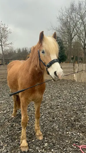 Pferd Pflegebeteiligung Erlangen Haflinger