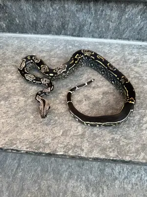 0.1 Img Jungle 66% dh Kahl Albino leopard Boa Constrictor Imperator