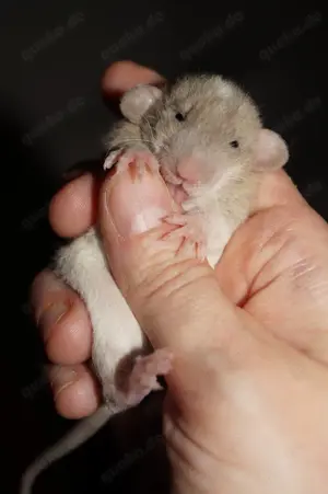 Zuckersüsser Rattennachwuchs aus lievevoller Zucht Bild 3