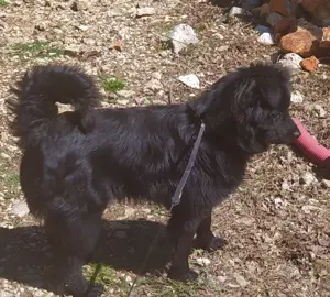 Rüde Welpe Anfängerhund 15kg 40cm 7,5Mon VIDEO