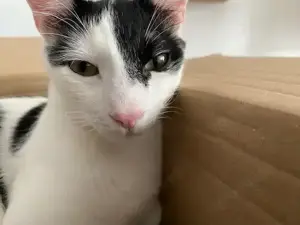  Percy   Verspielter Abenteurer mit rosa Nase sucht ein Zuhause mit Freigang! 