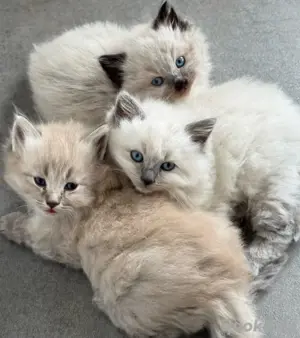 ** Bezaubernde Reinrassige Ragdoll Kitten Kätzchen **