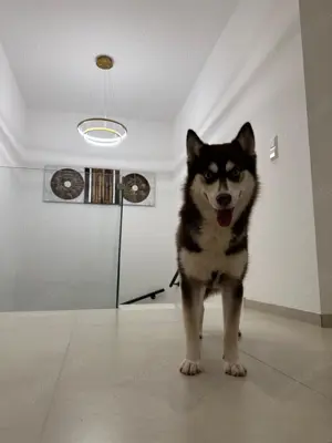 Pomsky Pomadisn Husky Mix