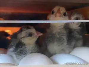 Hühnerküken zu verkaufen