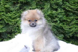 Zuckersüßer Pomeranian   Deutscher Zwergspitz Rüde sucht Zuhause
