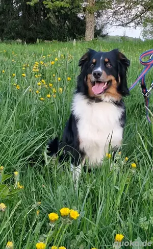 Australian shepherd Black tri ( red factored) Deckrüde ! kein Verkauf!  Bild 6