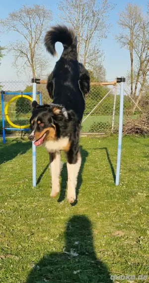 Australian shepherd Black tri ( red factored) Deckrüde ! kein Verkauf!  Bild 4