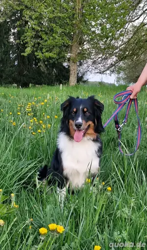 Australian shepherd Black tri ( red factored) Deckrüde ! kein Verkauf! 