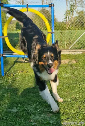 Australian shepherd Black tri ( red factored) Deckrüde ! kein Verkauf!  Bild 8