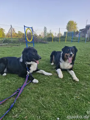 Australian shepherd Black tri ( red factored) Deckrüde ! kein Verkauf!  Bild 5