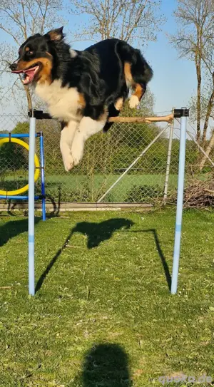 Australian shepherd Black tri ( red factored) Deckrüde ! kein Verkauf!  Bild 7