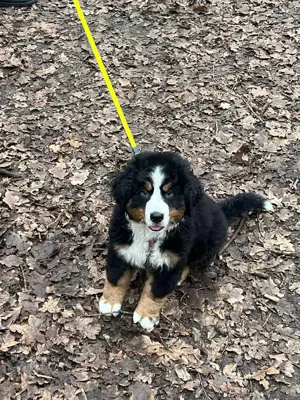 Suche Käufer von Berner Sennenhund Welpen