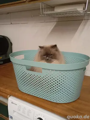 ragdoll Kater 