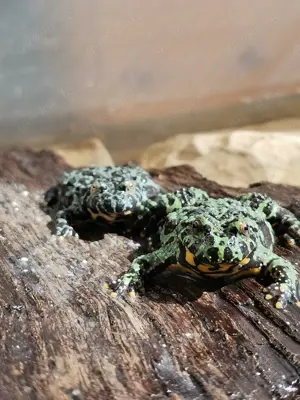 Unken Frösche Pärchen zu verkaufen 