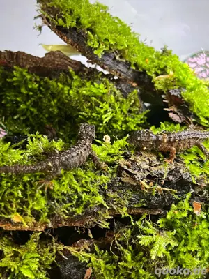 Jungtiere Tribolonotus Novaeguineae   Weißaugen Buschkrokodil Bild 5