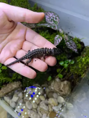 Jungtiere Tribolonotus Novaeguineae   Weißaugen Buschkrokodil Bild 2