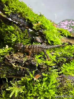 Jungtiere Tribolonotus Novaeguineae   Weißaugen Buschkrokodil Bild 4