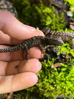 Jungtiere Tribolonotus Novaeguineae   Weißaugen Buschkrokodil Bild 3