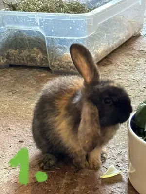 Zwergkaninchen Babys