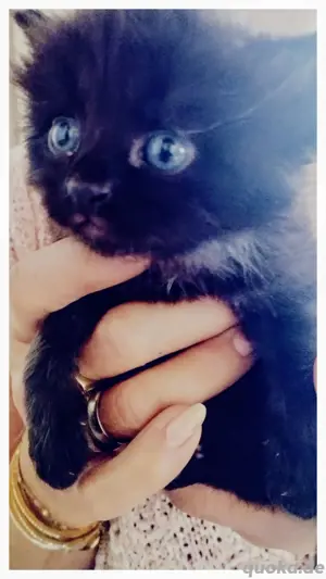 Reinrassige sibirische Waldkatzen Kitten