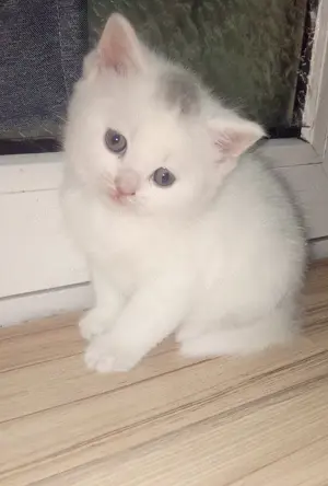 Zuckersüße, wunderschöne BKH Kitten abzugeben 