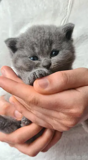 Bkh Britisch Kurzhaar Kitten blue