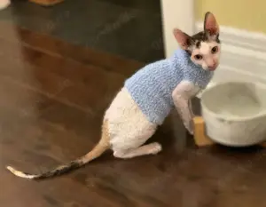 Cornish Rex zur Adoption