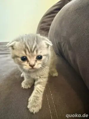 Süße Kitten suchen ein liebevolles Zuhause