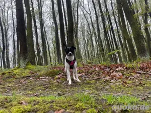 unsere chihauaua hündin 1 jahr und 10 monate sucht  ab sofoft 